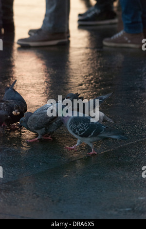 Piccioni essendo alimentato su una superficie riflettente dopo un breve periodo di pioggia in Trafalgar Square. Foto Stock