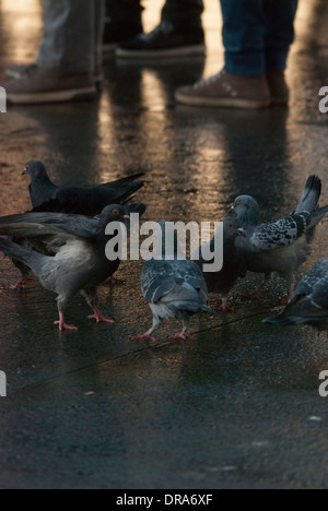 Piccioni essendo alimentato su una superficie riflettente dopo un breve periodo di pioggia in Trafalgar Square. Foto Stock