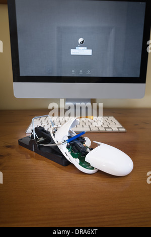 Il mouse del computer catturati e spezzato in due in un mousetrap rattrap con fili di ampolle di appendere fuori impossibile effettuare il login al pc Foto Stock