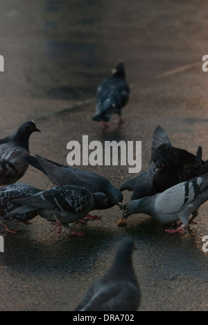 Piccioni essendo alimentato su una superficie riflettente dopo un breve periodo di pioggia in Trafalgar Square. Foto Stock