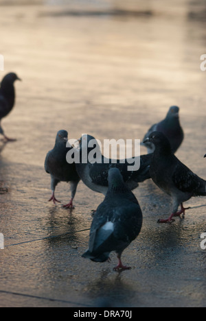 Piccioni essendo alimentato su una superficie riflettente dopo un breve periodo di pioggia in Trafalgar Square. Foto Stock