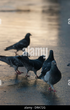 Piccioni essendo alimentato su una superficie riflettente dopo un breve periodo di pioggia in Trafalgar Square. Foto Stock