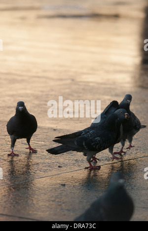 Piccioni essendo alimentato su una superficie riflettente dopo un breve periodo di pioggia in Trafalgar Square. Foto Stock