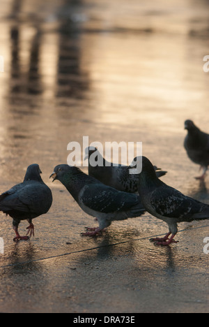 Piccioni essendo alimentato su una superficie riflettente dopo un breve periodo di pioggia in Trafalgar Square. Foto Stock