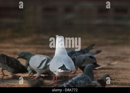 Piccioni essendo alimentato su una superficie riflettente dopo un breve periodo di pioggia in Trafalgar Square. Foto Stock