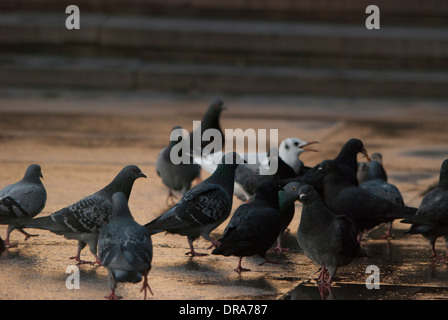 Piccioni essendo alimentato su una superficie riflettente dopo un breve periodo di pioggia in Trafalgar Square. Foto Stock