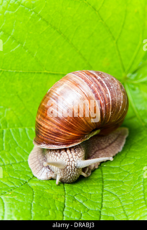 Grapevine lumaca verde mangiare le foglie di vite (Helix pomatia ) Foto Stock