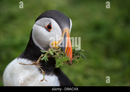 Puffin con materiale di nidificazione. Foto Stock