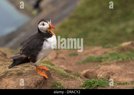 Puffini, chiamando. Foto Stock