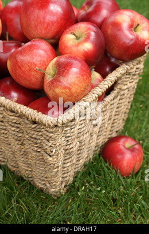 Rosso brillante scoperta mele appena raccolto Foto Stock