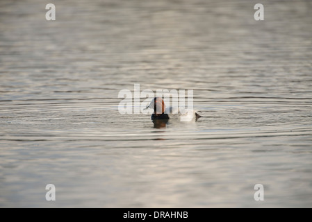 Pochard (Aythya ferina). Maschio. Foto Stock