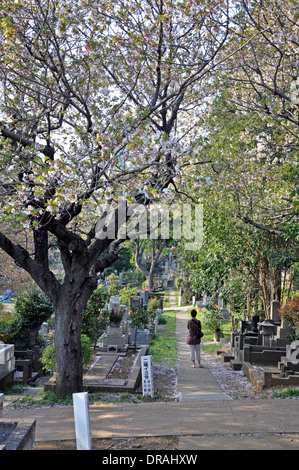 Fioritura di allegro alberi presso il cimitero di Aoyama in primavera - Tokyo, Giappone Foto Stock