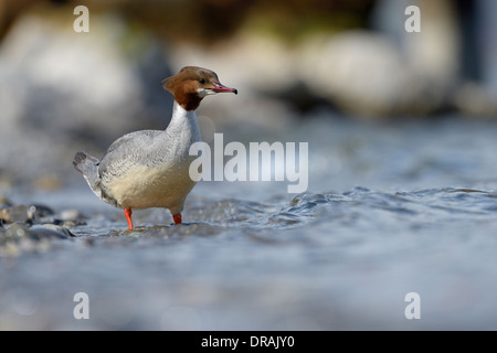 Common merganser in piedi in acqua alla spiaggia. Foto Stock