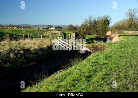 Hermo sui livelli di Gwent Wetland riserva naturale vicino a Newport, nel Galles del Sud. Foto Stock