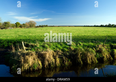 Hermo sui livelli di Gwent Wetland riserva naturale vicino a Newport, nel Galles del Sud. Foto Stock