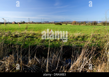 Hermo sui livelli di Gwent Wetland riserva naturale vicino a Newport, nel Galles del Sud. Foto Stock