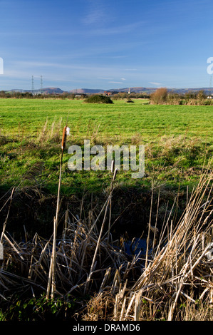 Hermo sui livelli di Gwent Wetland riserva naturale vicino a Newport, nel Galles del Sud. Foto Stock