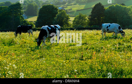 In bianco e nero il frisone mucche al pascolo in un campo in colline vicino a Crich Derbyshire Peak District Inghilterra UK fotografato in estate Foto Stock