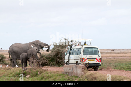 Bianco Somak minibus vicino alla famiglia di elefante navigando su boccole in Amboseli National Park in Kenya Africa orientale Foto Stock