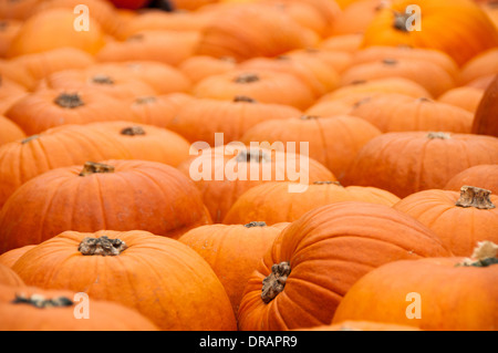 Un grande gruppo di zucche close-up Foto Stock