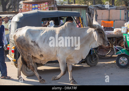 Brahman mucca vagare liberamente intorno le strade nel Rajasthan, India. Foto Stock