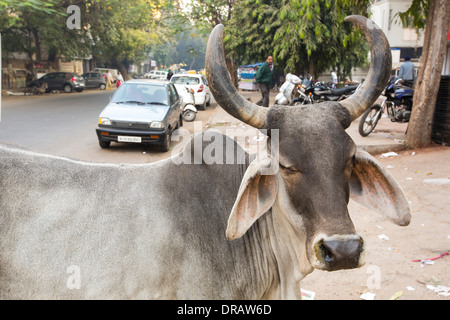 Brahman mucca in Ahmedabad, India. Foto Stock