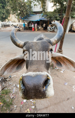 Brahman mucca in Ahmedabad, India. Foto Stock
