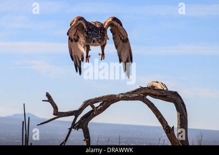 Flying red-tailed Hawk (Buteo jamaicensis), un uccello da preda, una delle tre specie note negli Stati Uniti come una chickenhawk Foto Stock