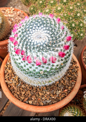 Mammillaria hahniana (old Lady cactus) è una specie di fioritura delle piante della famiglia delle Cactaceae, nativi del Messico centrale. Foto Stock