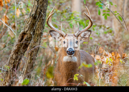 Culbianco Deer Buck in piedi in un bosco. Foto Stock