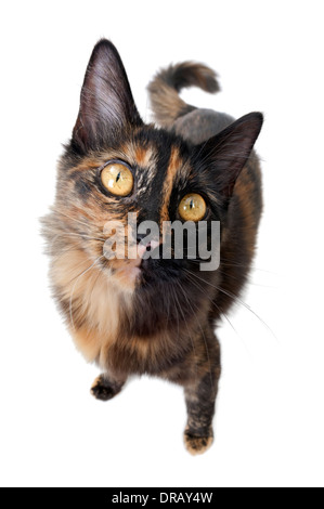Fisheye gatto Foto Stock