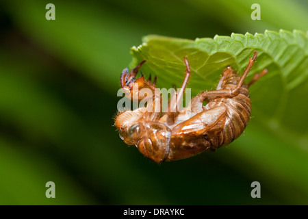 Coperture della cicala Foto Stock