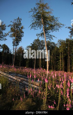 Foxglove piante in una radura in Taunus Foto Stock