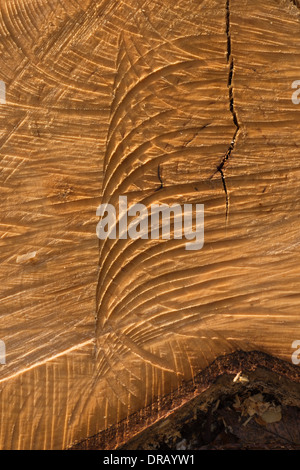 Chainsaw segna tagli nel moncone di coppia argento betulla soffiata oltre nel bout di strong gale force venti Foto Stock