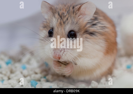 Hamster mangiare cibo Foto Stock