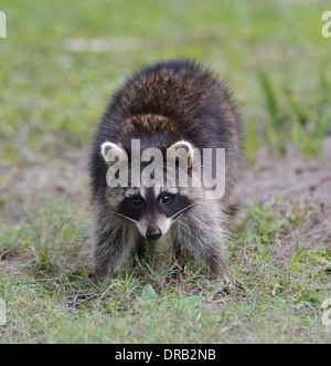 Giovani Raccoon in Florida Park Foto Stock