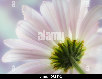 Un close-up vista macro di un comune daisy (Bellis perennis) impostare contro un viola e blu. Foto Stock