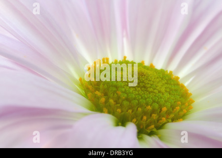 Un close-up vista macro di un comune daisy (Bellis perennis) impostare contro un viola e blu. Foto Stock