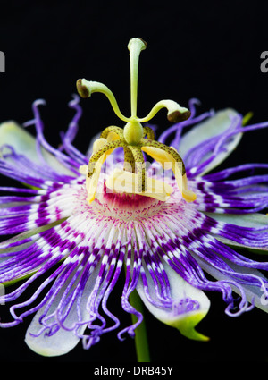 Un close-up vista macro di un fiore della passione (Passiflora incarnata) impostata su sfondo nero. Foto Stock