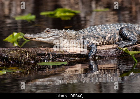 Un coccodrillo americano (Alligator mississippiensis) riscaldare stesso da seduti al sole in una palude. Foto Stock