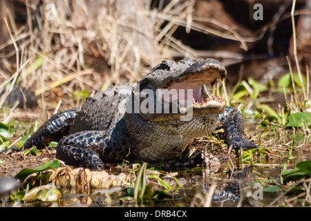 Un coccodrillo americano (Alligator mississippiensis) riscaldare stesso da seduti al sole in una palude. Foto Stock