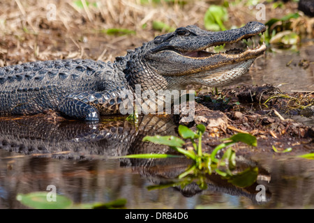 Un coccodrillo americano (Alligator mississippiensis) riscaldare stesso da seduti al sole in una palude. Foto Stock