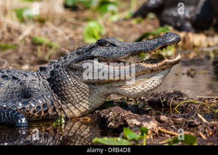 Un coccodrillo americano (Alligator mississippiensis) riscaldare stesso da seduti al sole in una palude. Foto Stock