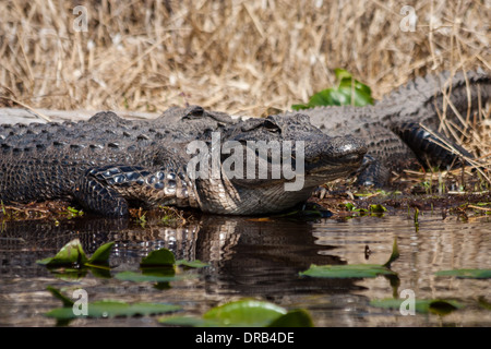 Un coccodrillo americano (Alligator mississippiensis) riscaldare stesso da seduti al sole in una palude. Foto Stock