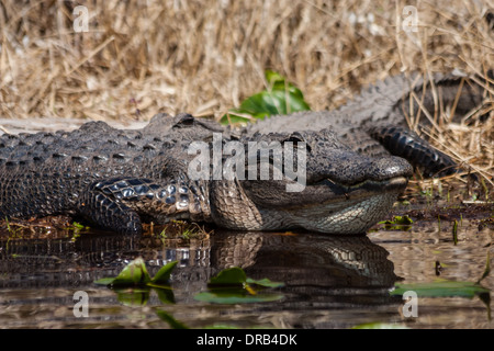 Un coccodrillo americano (Alligator mississippiensis) riscaldare stesso da seduti al sole in una palude. Foto Stock