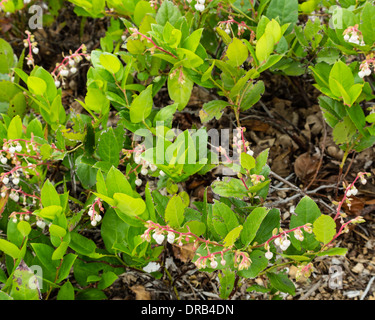 Gaultheria shallon o Salal in fiore nel sottobosco di foresta. Che si trovano nelle foreste o in ornamantal plantings. Stevenson, Washington Foto Stock