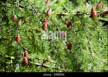 Sfondo di rami di pino con coni Foto Stock