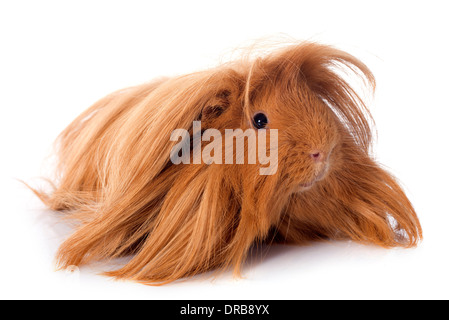 In Perù Guinea Pig davanti a uno sfondo bianco Foto Stock