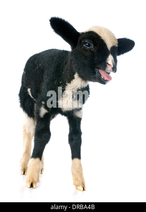Giovane agnello di fronte a uno sfondo bianco Foto Stock
