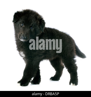 Immagine di un cucciolo sheepdog belga groenendael Foto Stock